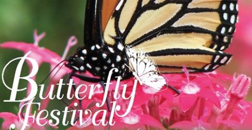 Butterfly Festival