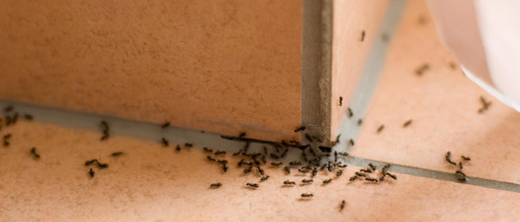 How To Keep Ants Away