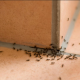 How To Keep Ants Away